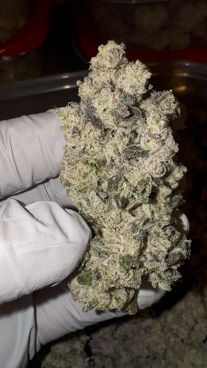 99 x 24F2#31 = Nů Diesel. I’m not sure how it worked, but everyone that’s sampled this have all said it surely must have Sour diesel in it. Even fooled myself. But, it doesn’t. It has all the traits you loved diesel for with some added terps and bouquet from our Moonbow lines. Super enjoyable smoke.