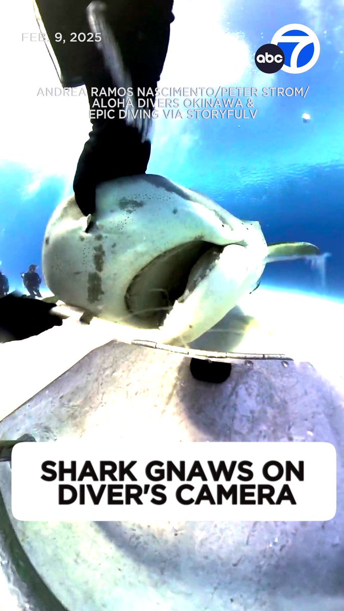 A shark was captured on video charging at and nearly swallowing a diver’s camera during a feeding in Freeport, Bahamas. 📸🦈 After the shark took a bite, the still-intact camera recorded a view from inside the animal’s mouth before being spat out.