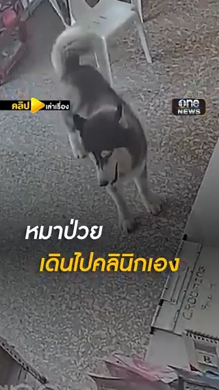 น้องหมาแสนรู้ เดิน 3 กม.ไปคลินิกที่เคยไปเป็นประจำเอง หลังรู้สึกไม่ค่อยสบาย #คลิปเล่าเรื่อง