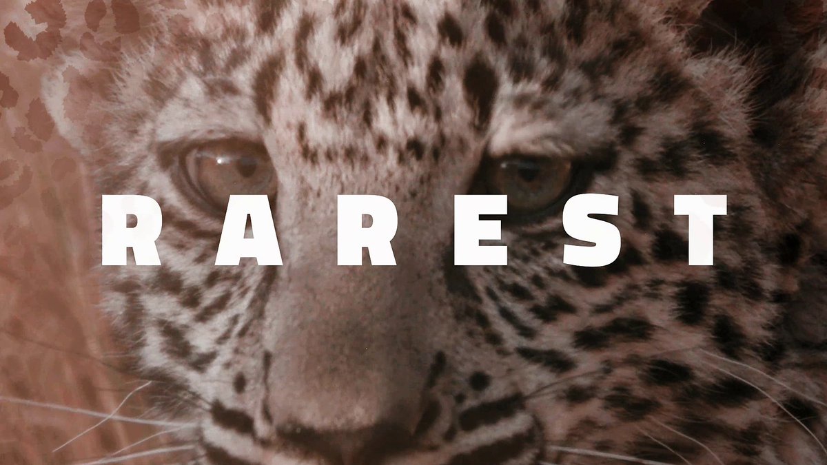 The Arabian Leopard Fund is offering scholarships total of SAR 1 million to protect the endangered #ArabianLeopard. Join us in protecting this extremely rare sub species. Apply for a micro grant to support your (cont)