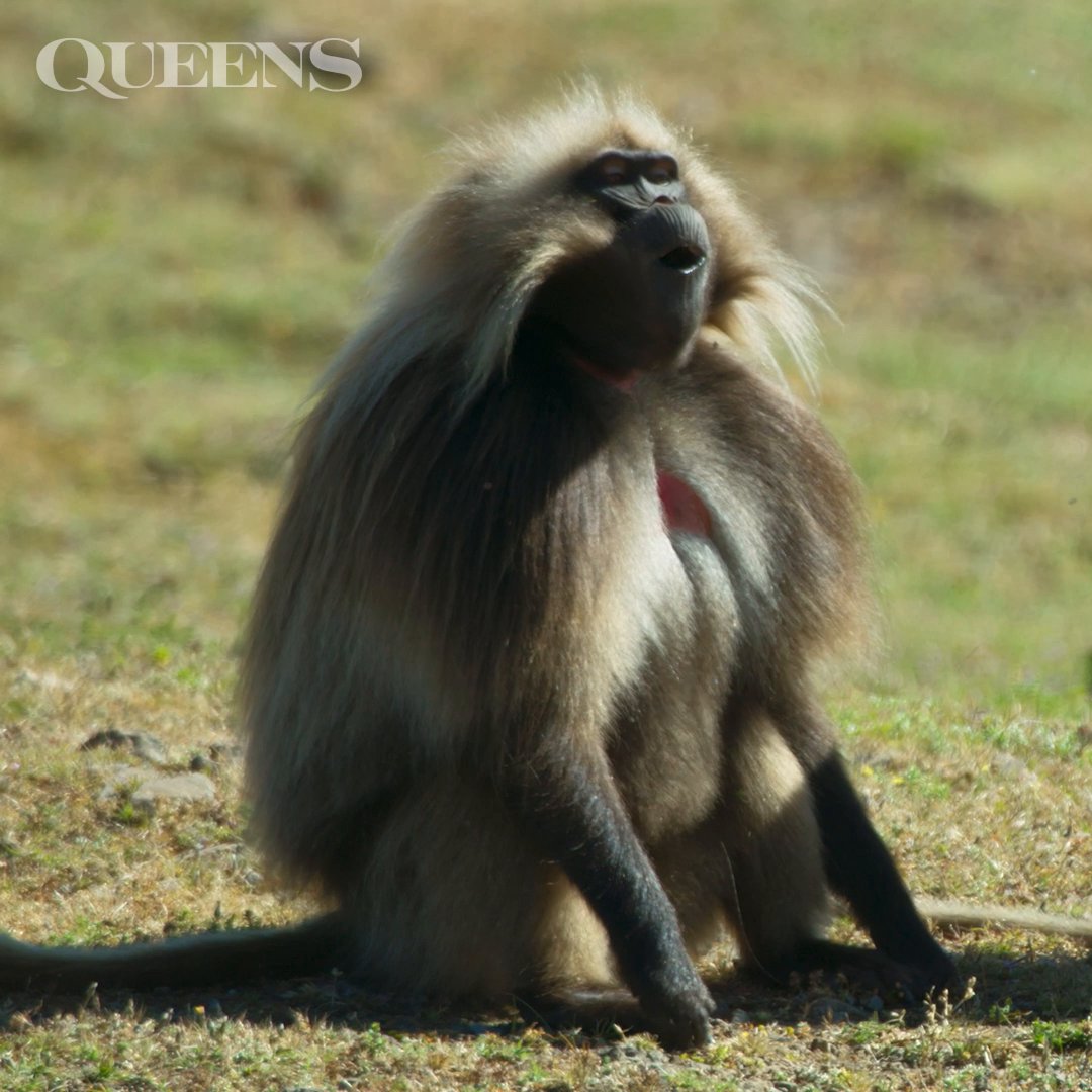 Adapted to life on the steep cliffs of Ethiopia, gelada monkeys' short, stumpy fingers are perfect for digging up the grass they feed on. #NatGeoQueens is now streaming on Disney+ and Hulu.