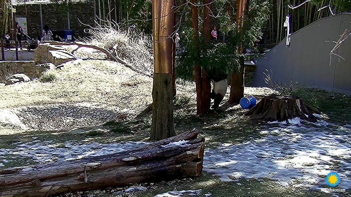 Giant panda Bao Li is proving to be as playful as the previous pandas! He's been somersaulting through his yard, climbing trees and playing with toys! 🐼 Tune into our Giant Panda Cam to catch all the action 📹 and let us know in the replies👇what you see! #DCPandas Video description: giant panda Bao Li runs and rolls through his yard, climbs trees, slides down branches and chases treat-dispensing toys. Credit: Smithsonian's National Zoo and Conservation Biology Institute.