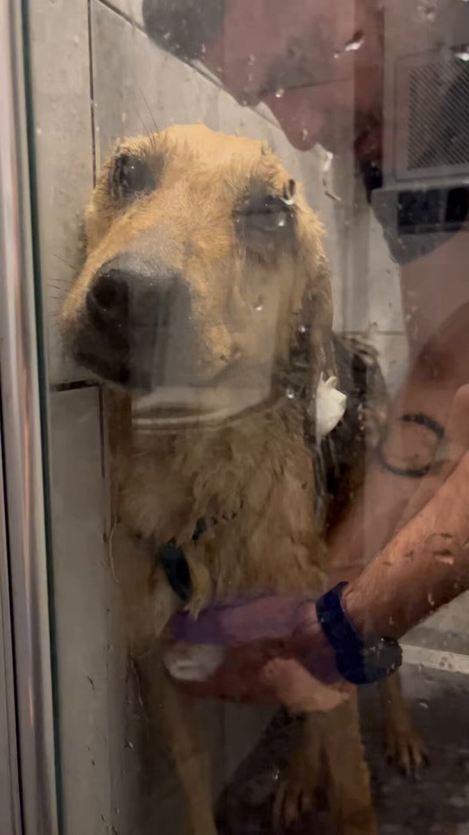 Barınak kokusuna byee 🛁 Böyle uslu olmayı hayat mı öğretti bebeğim sana?