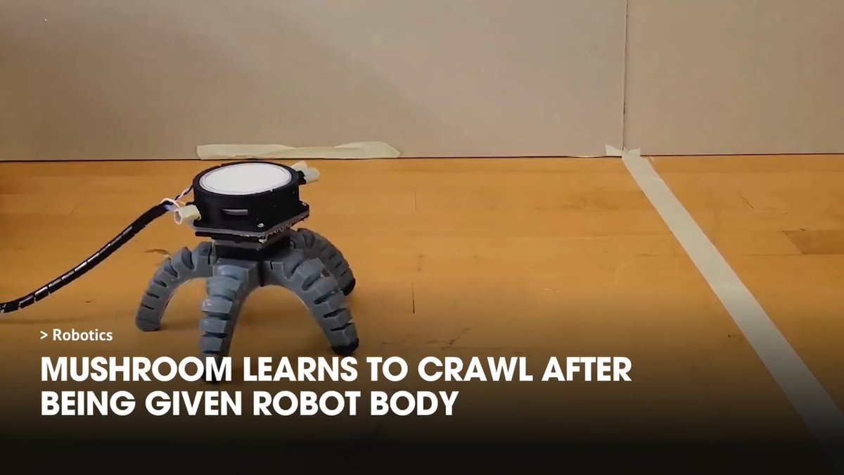 Scientists at Cornell University have developed a “biohybrid” robot that moves in response to signals from the nervous system of fungi. These robots incorporate mycelium, the root system of fungi, which senses and communicates through electrical signals. Researchers grew mycelium directly into the robot's electronics, allowing it to drive the machine by processing these natural signals. The team built two versions: one with wheels and another spider-shaped with soft legs. Both versions respond to light and other stimuli, with the mycelium sending signals to the robot's actuators to initiate movement. Experiments demonstrated the robots' ability to move based on natural mycelium signals, react to ultraviolet light, and even allow manual override. Future developments may include multiple inputs like chemical signatures, enhancing the robot's ability to autonomously interact with its environment. Credit: Cornell University #engineering