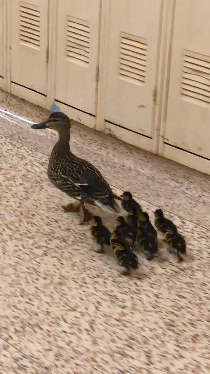 The Figen Every year, teachers at this school escort a mama duck and her babies through the halls to their very first swim 💗