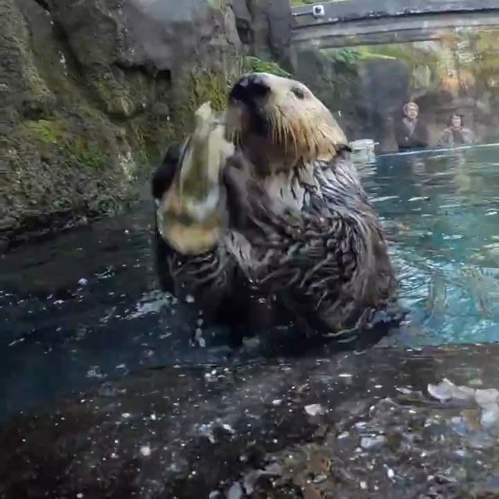 Otterly shellfish behavior
