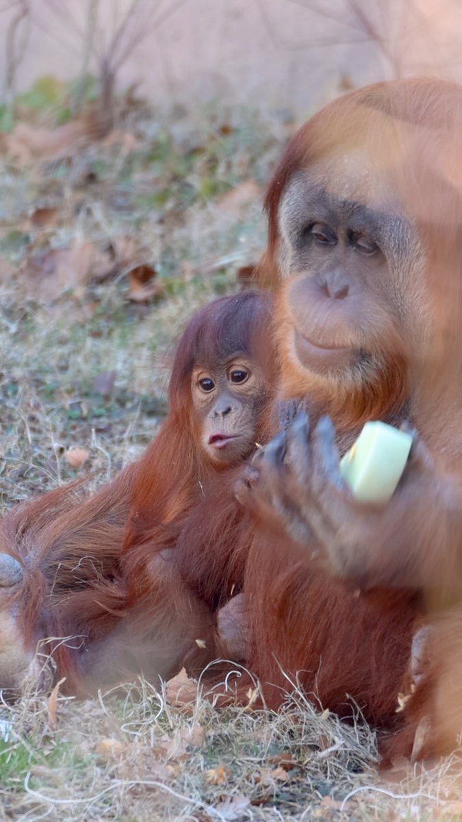 Jambi, the baby Sumatra orangutan, is back to charm your feed with those adorable bangs! 🦧 As Jambi gets older, he’s getting more independent, spending time with dad Sugi and exploring on his own. He’s also loving solid foods and family bonding at feeding time! 🤗