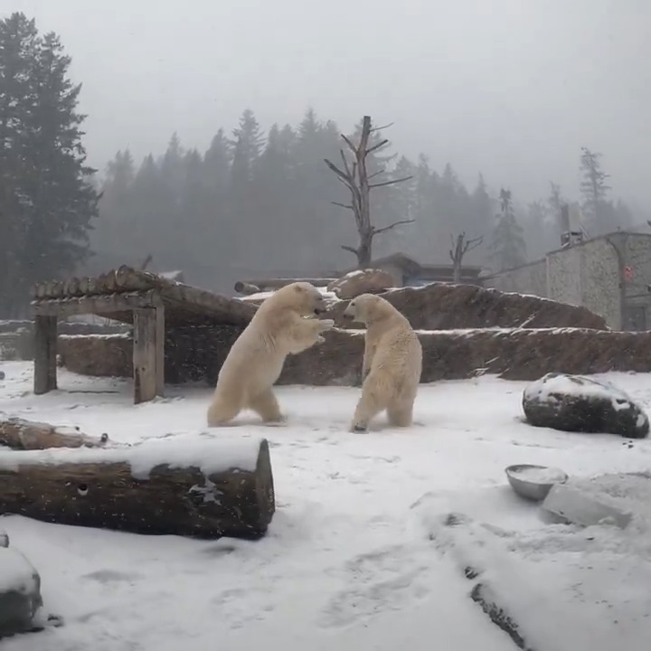 There is hope for the future of polar bears—and Nora and Amelia Gray are lending a paw. On International #PolarBearDay, learn how they contribute to research that helps polar bears in the wild.