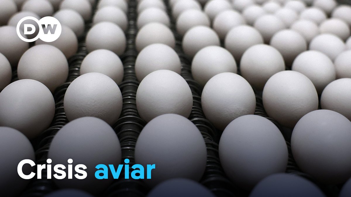 Los huevos, un lujo en EE. UU. En Estados Unidos los huevos alcanzan precios récord debido a la gripe aviar. 160 millones de aves debieron ser sacrificadas, provocando escasez y aumentos en los supermercados, que superarán el 40 % este año. (poc)