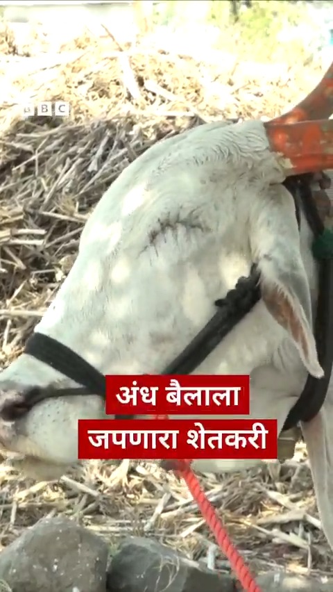 अंध बैलाला मुलाप्रमाणे जपणारा शेतकरी #maharashtra #Reels