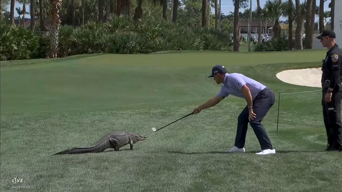 Billy Horschel chasing an alligator off the course at the Cognizant Classic 😅