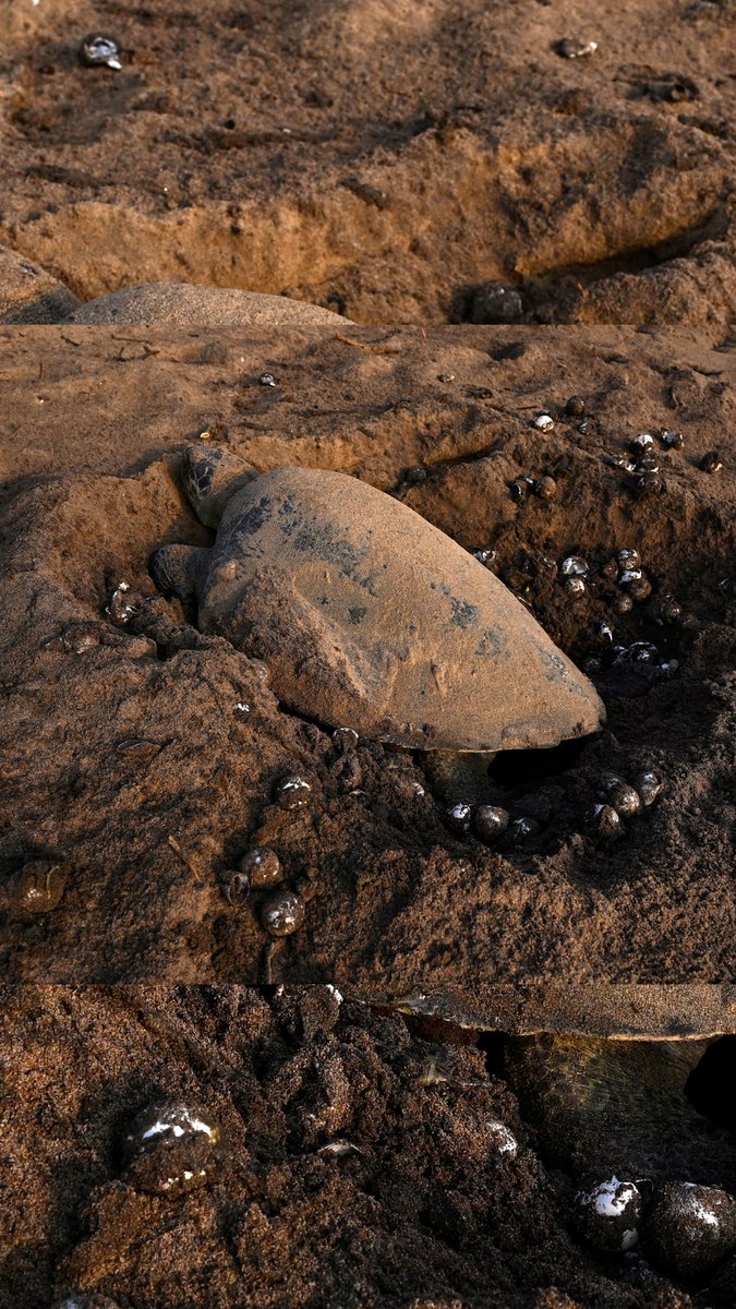 Olive Ridley Turtles in Odisha for their mass nesting phenomenon. In the middle of the noise & clutter of largely disturbing global news, these turtles display a massive vote of confidence in the future—and in life itself. Welcome back to India