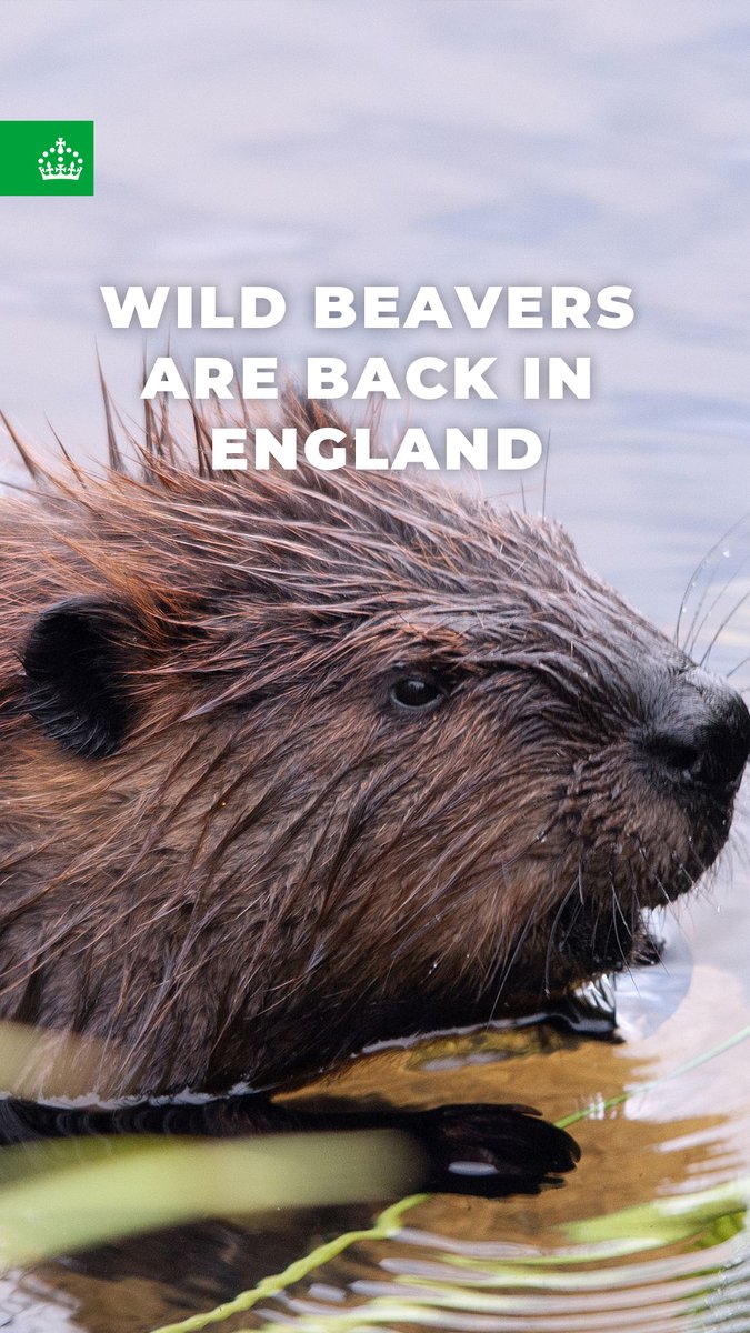 Wild beavers are back.