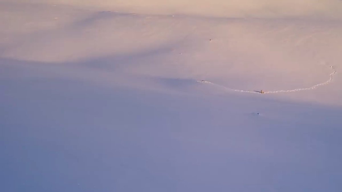 Scientists capture rare footage of baby polar bears emerging from their dens, offering a powerful tool to look at the early lives of these elusive animals. Learn more: News from Science