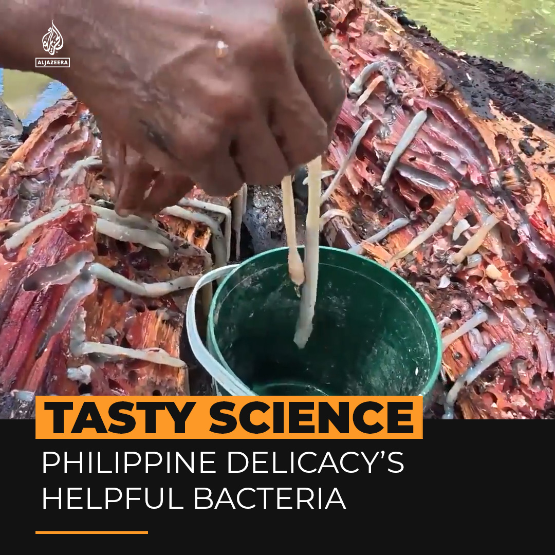 The tamilok is best known as a slimy (and increasingly popular) Philippine delicacy, but scientists are looking beyond its slippery texture and seeing possible health benefits.