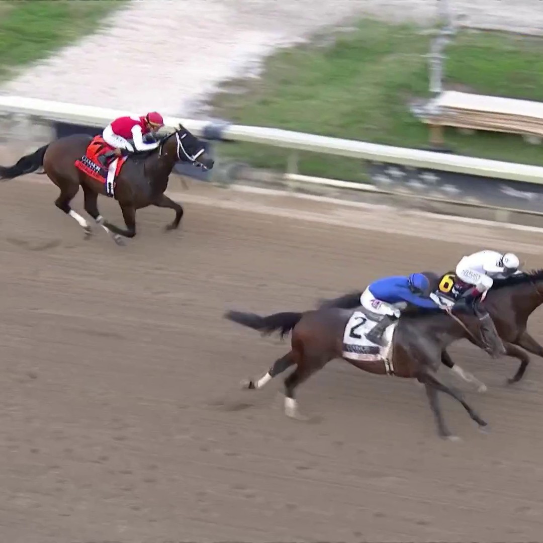 WHAT A COMEBACK from Sovereignty! 🤯 He came flying from the back to win the Fountain of Youth Stakes! 📺 CNBC and Peacock