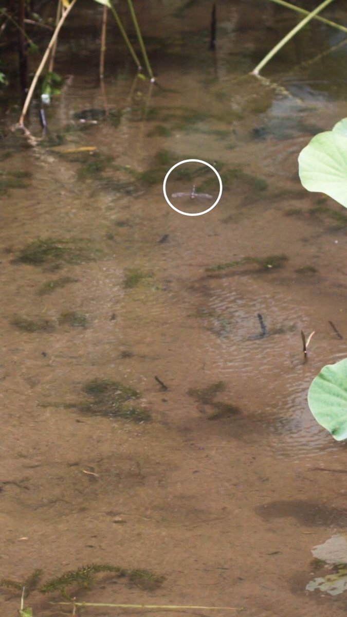 Dragonflies use “crazy turning” to dry themselves off after a cooling dip in water. Learn more: News from Science