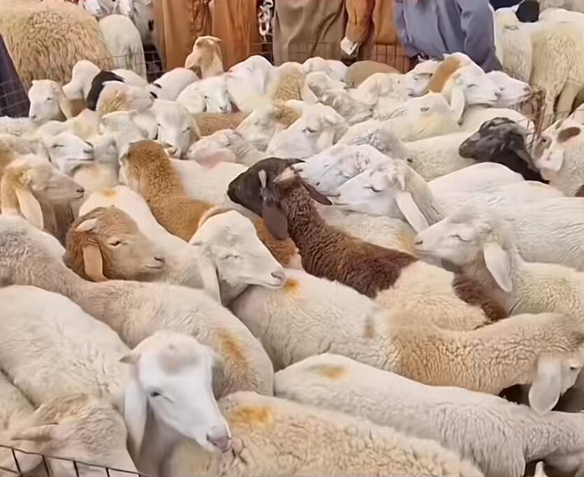 هل تعلم أن في الجزائر فئة لا يستهان بها تقوم بكراء أضحية العيد؟ سؤال للمسلمين الجزائريين: هل يجوز هذا في الدين الإسلامي؟ #الجزائر