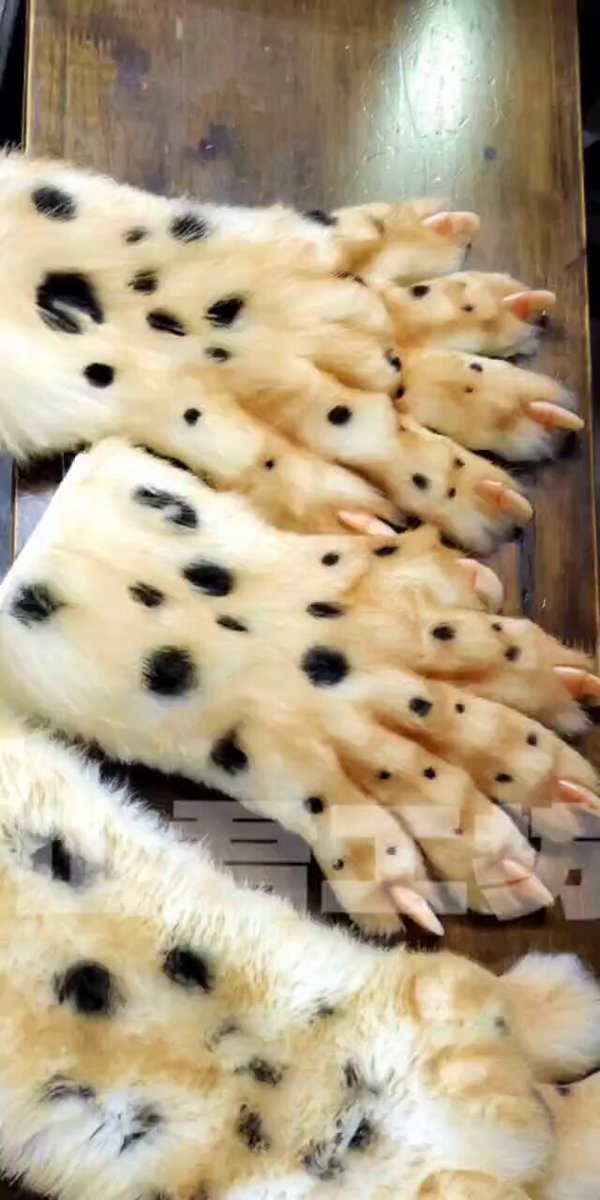 山君工坊Realistic paws display, this project is open to commission all year round. #fursuitforadopt #山君工坊 #realisticfursuit #furryart #handmade #fursuit #fursuitmaker #兽装 #兽装师 #furryartist #furryartwork #furrycommunity #paws