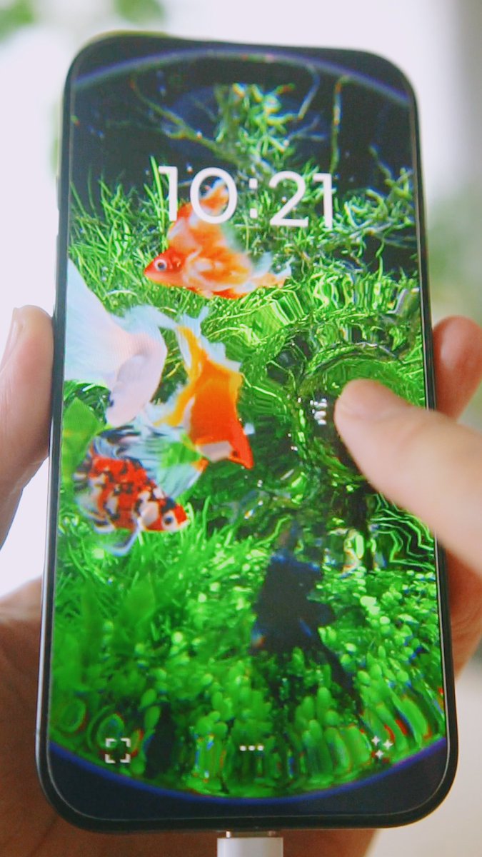 今日 3月3日は #金魚の日 金魚を愛でてみませんか？