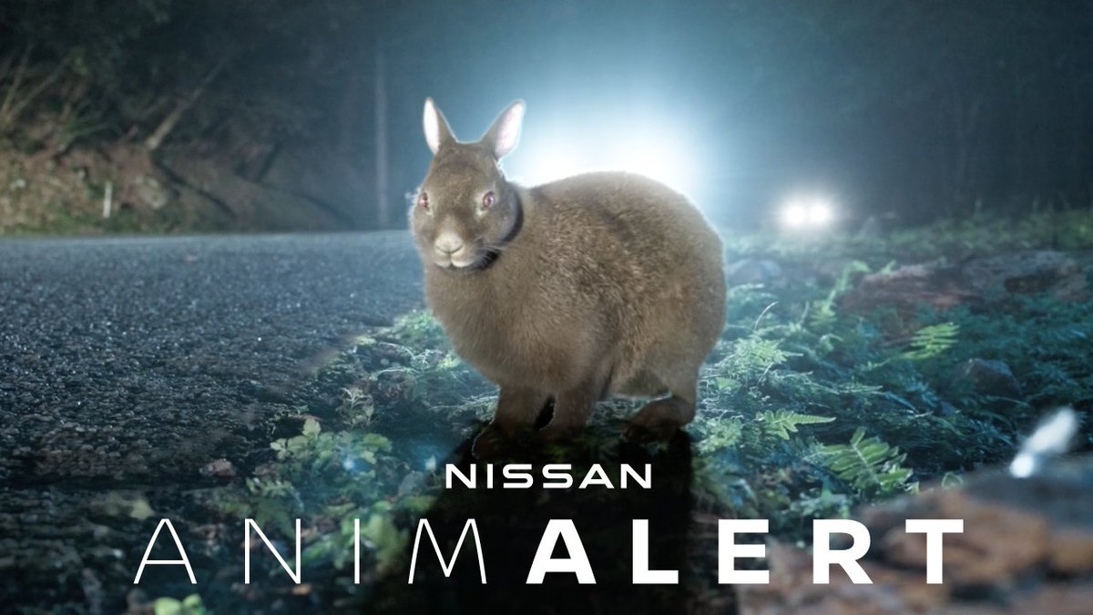 【おしらせ】人を守る音から、動物を守る音へ。 #ANIMALERT 🐰始まります。 日産自動車が今回新たに取り組むのは、野生生物とクルマの接触事故、ロードキル問題。 人を守る音（EV接近通報音）を開発した日産自動車だからこそ、産官学連携で、動物を守る音に取り組んでいきます。 日本固有種 #アマミノクロウサギ を対象に始まった実証実験の様子をぜひご覧ください。