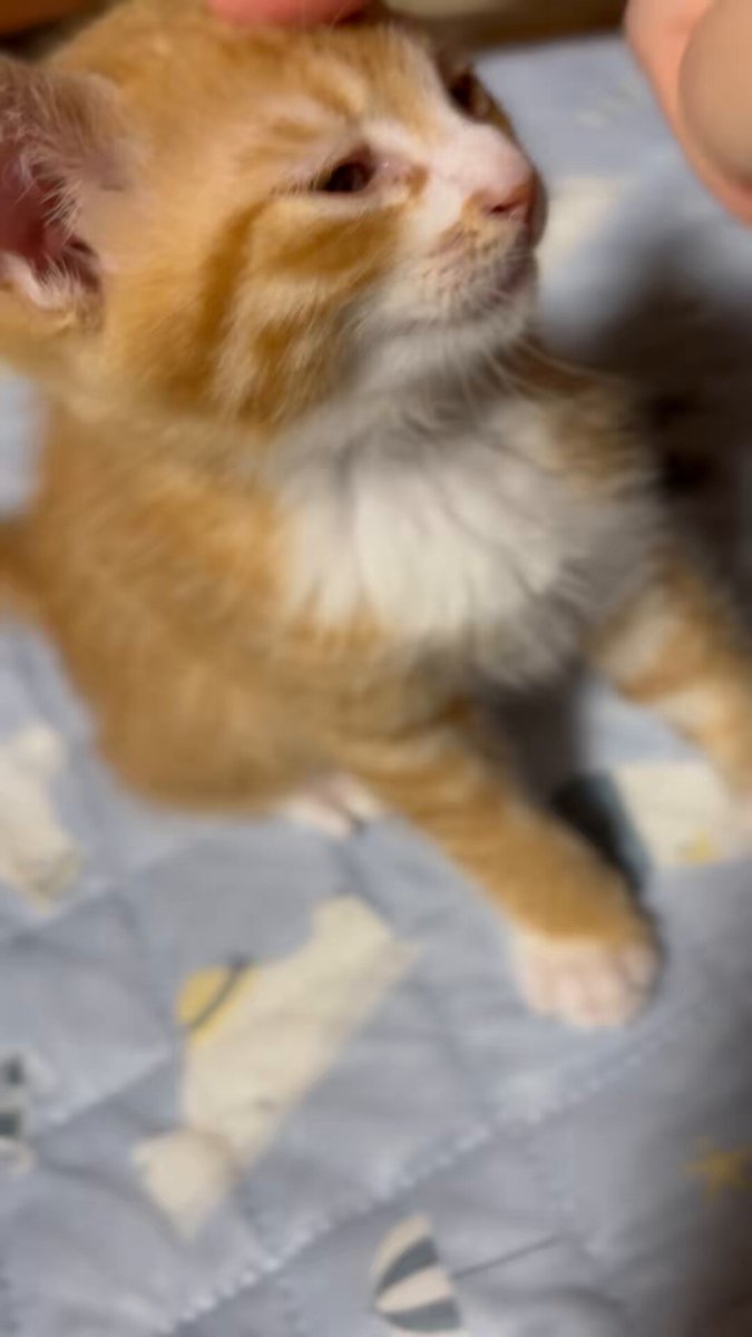猫のあくびに指を突っ込む仕事で生計を立てています