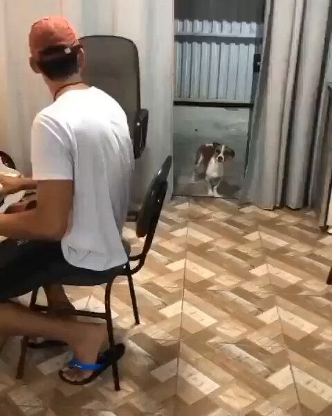 TE AMO CACHORRINHO FORROZEIRO