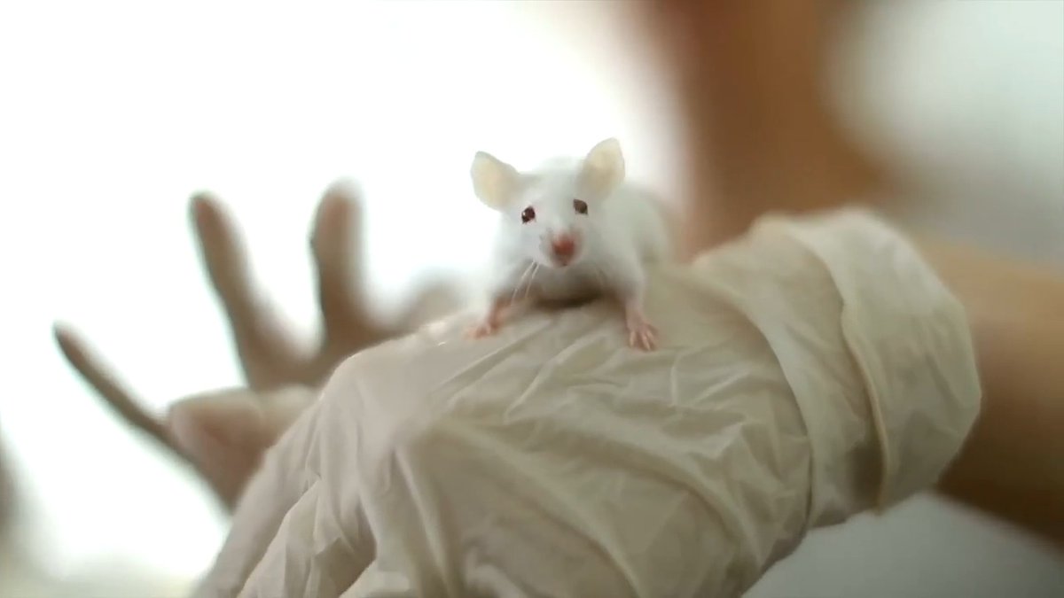 🐭 Rodents play an invaluable role in biomedical research. Learn more:
