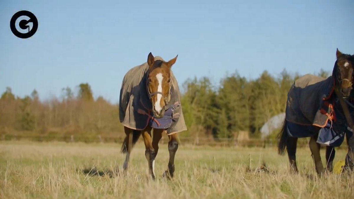 🏇 FAUGHEEN 𝑻𝑯𝑬 𝑴𝑨𝑪𝑯𝑰𝑵𝑬! 🏇 Our latest 𝐆𝐑𝐎𝐒𝐕𝐄𝐍𝐎𝐑 𝐆𝐑𝐄𝐀𝐓𝐒 episode is a #CheltenhamFestival special. A week from the Champion Hurdle, Kitty Waddell visited a Willie Mullins all-time great at the Irish National Stud. 18+ |