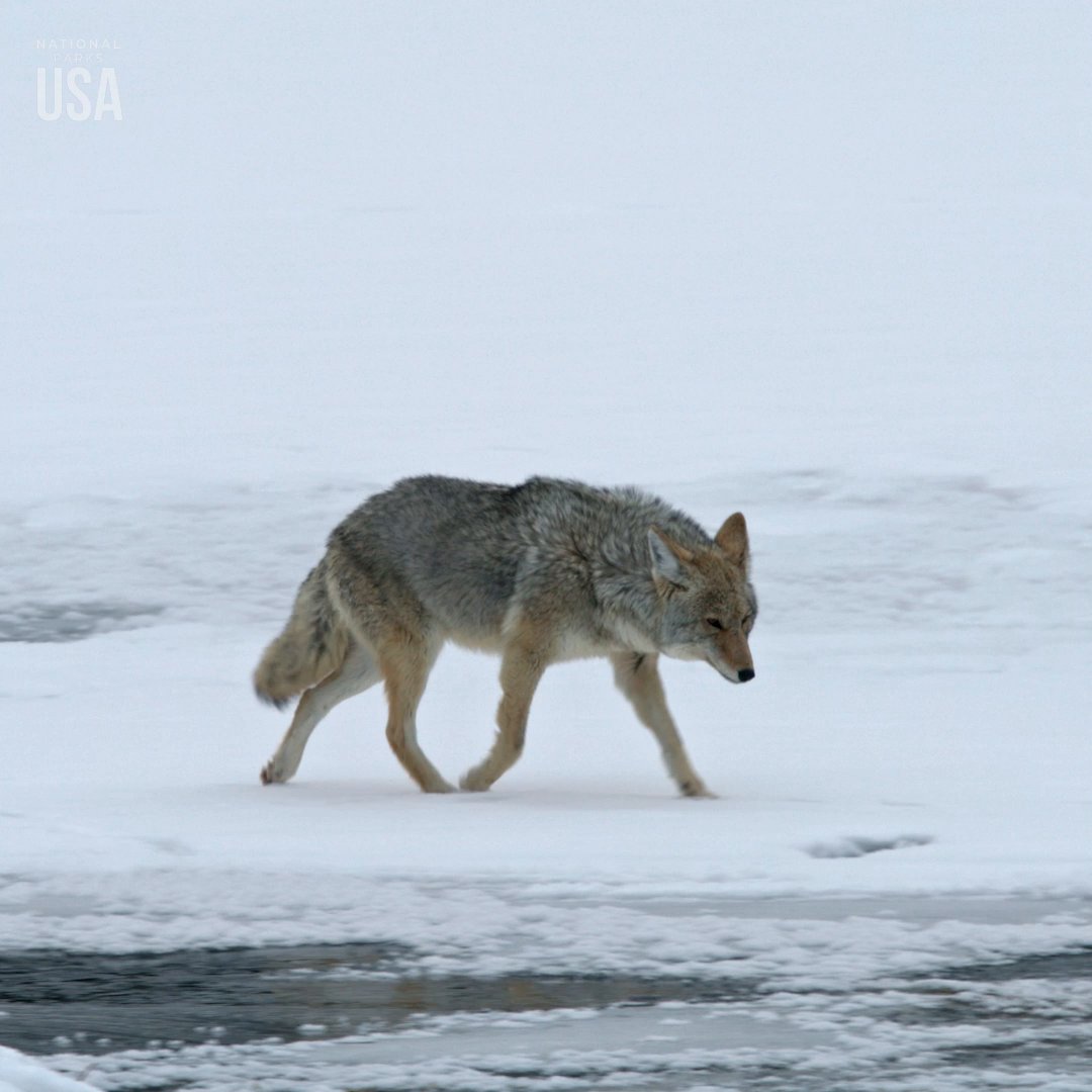 Not a coyote putting our social life to shame 🥲 #NationalParksUSA is now streaming on Disney+ and Hulu.