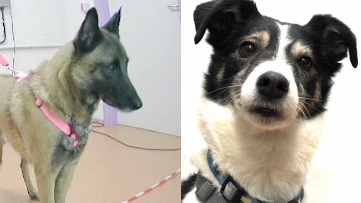 Pet dogs blink more in response to videos of other dogs blinking, showing new evidence of their complex communication. Learn more: News from Science