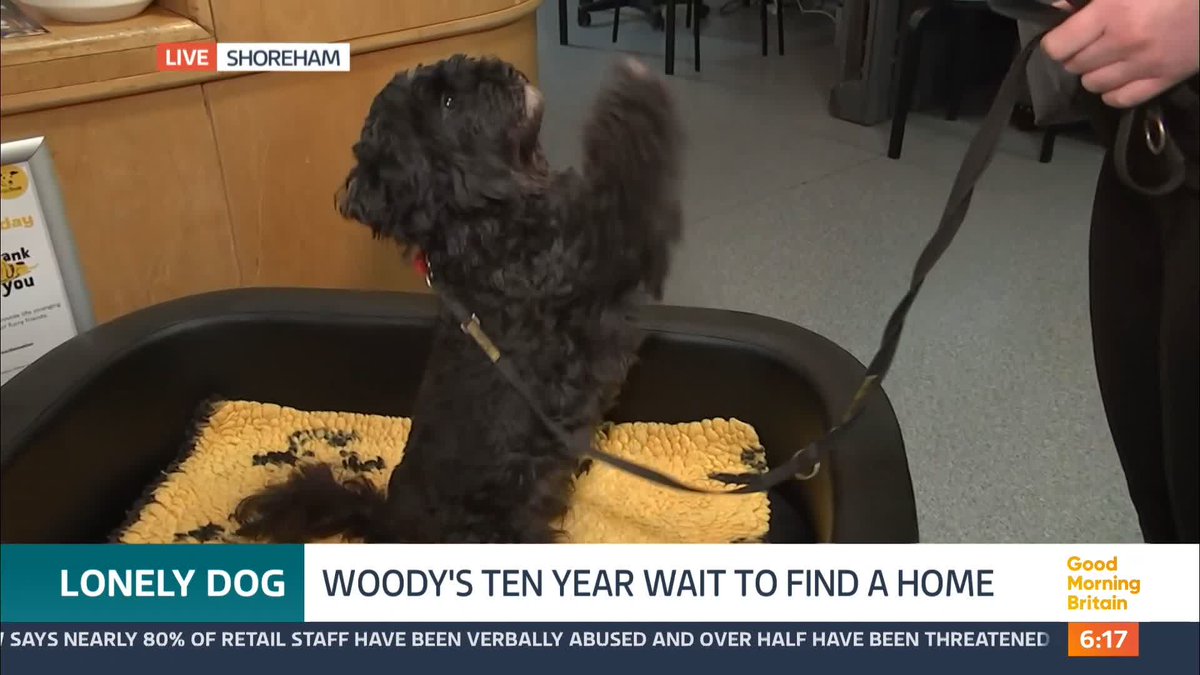 He's been called Britain's loneliest dog. Little Woody has been waiting an agonising 10 years at a dog charity to find a forever home. The Kennel staff say he's a lovely dog, a bit nervous with people but he's just like a loveable grumpy old man. @nickdixonitv reports.
