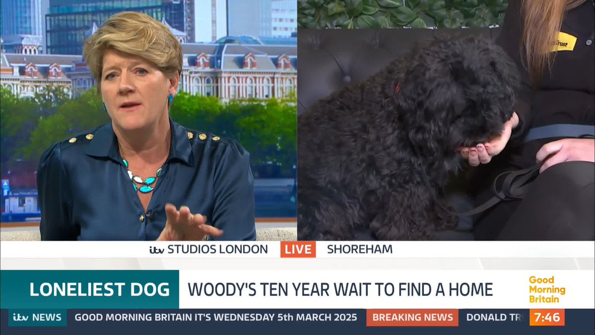 Could Clare Balding 💙 give little Woody a forever home? He has been waiting an agonising 10 years at a dog charity.