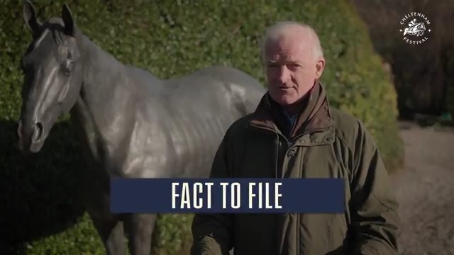 Willie Mullins, what are your stars best traits? 👀 🔰 Majborough 📂 Fact To File 🏆 Galopin Des Champs 👵 Maughreen 🐴 Salvator Mundi 💜 Lossiemouth 🇺🇸 State Man 🔥 Ballyburn