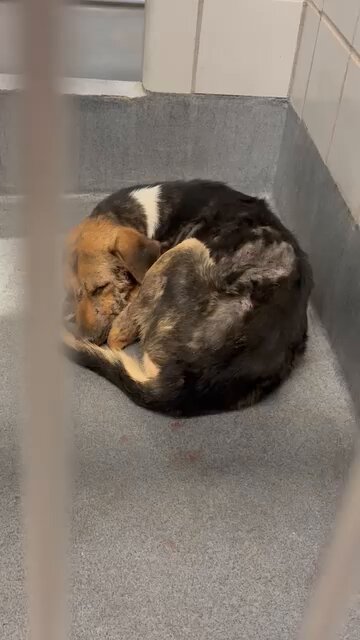 Darling boy STILLER #A747035 precious baby attacked by other dogs,so gentle,he wouldn't fight back😭 Now hidious #SanAntonio wants to kill him.WE can't let this gentle,easy going,tender sweetheart DIE 💔 PLZ #ADOPT #FOSTER OR #PLEDGE TO ATTRACT A RESCUE