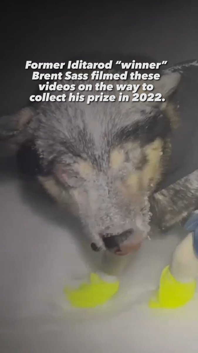 ‼️ This is not okay ‼️ While being forced to run in the Iditarod, these dogs couldn’t escape the harsh weather. The race gambles with dogs’ lives all so a musher can have a moment of glory.