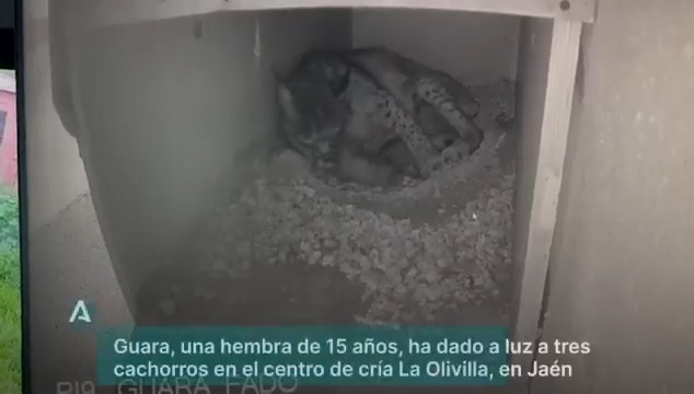 Os presento a Guara, un hembra de lince ibérico que con 15 años ha dado a luz a tres cachorros en el Centro de Cría La Olivilla, en Jaén. ¡Comienza la temporada de cría con una estupenda noticia! #Andalucía sigue a la vanguardia de la protección de su medio natural.
