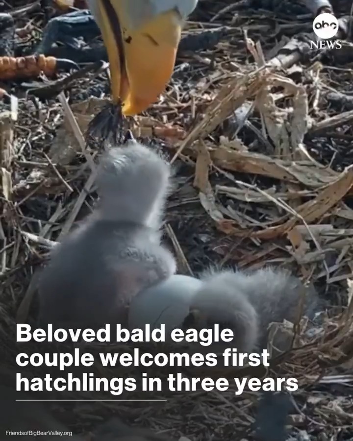 Bald eagles Jackie and Shadow gained worldwide popularity in 2023 when live camera footage captured eggs in their Southern California nest, but the eggs failed to hatch. Now, the couple has welcomed two new chicks — their first hatchlings in three years.