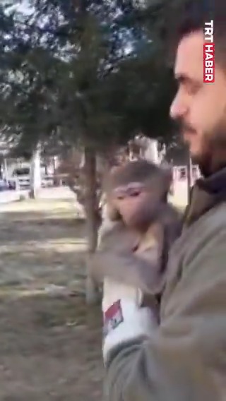 Elazığ'da bir kişi, yolda yürürken bulduğu maymunu Doğa Koruma ve Milli Parklar ekiplerine teslim etti.