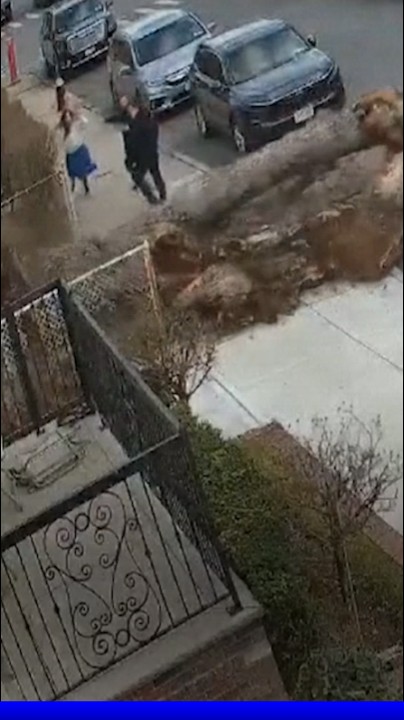 New York: des piétons échappent de peu à la chute d'un arbre