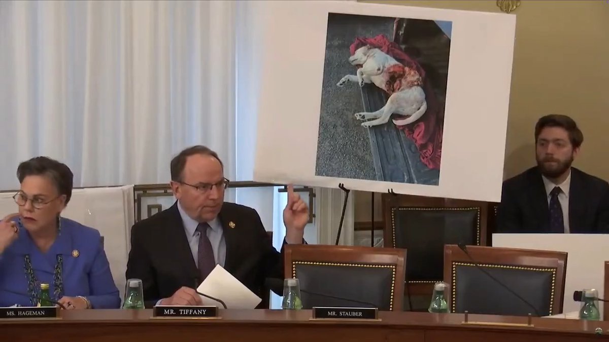 Gray wolves are slaughtering pets, livestock, and deer across Wisconsin and America. Their population needs to be delisted and managed. WATCH me highlight examples here: