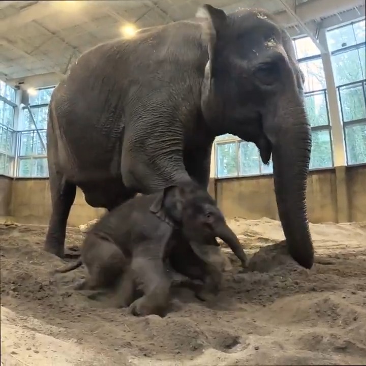 Sandtastic! Elephants gather dirt and sand with their trunks and throw it on their bodies to keep their skin healthy. As she grows, month-old Tula-Tu is learning from her mom Rose-Tu (and having fun in the process)! 📹 Keeper Aimee