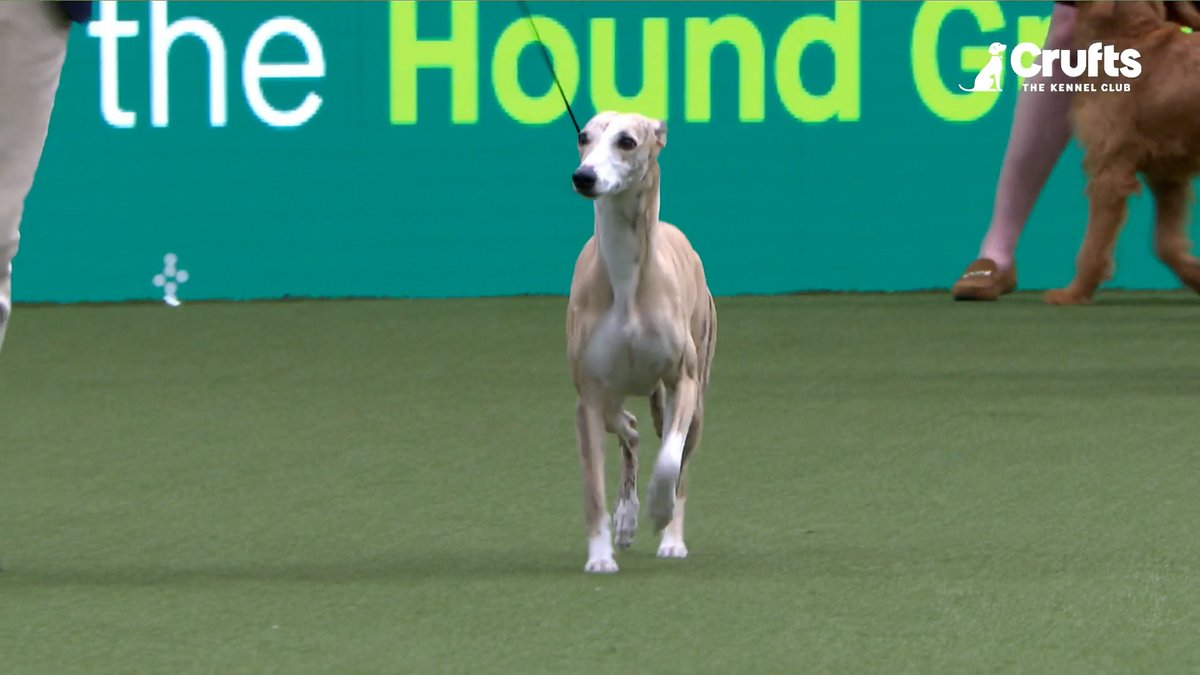 Miuccia the whippet is this year's Hound Group winner! What a way to finish off an amazing Day 1 at Crufts 2025 🐾