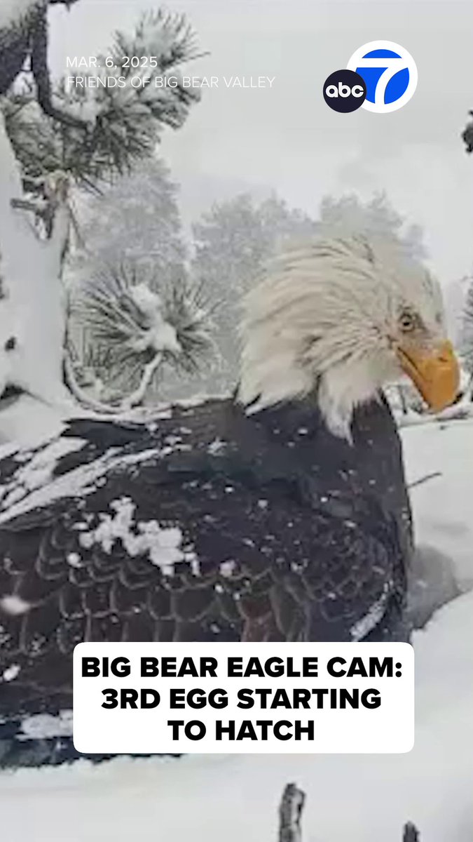 Jackie and Shadow's third egg appears to be hatching, as a crack was seen on Thursday. You can watch live as the proud parents keep a close eye on their babies here: