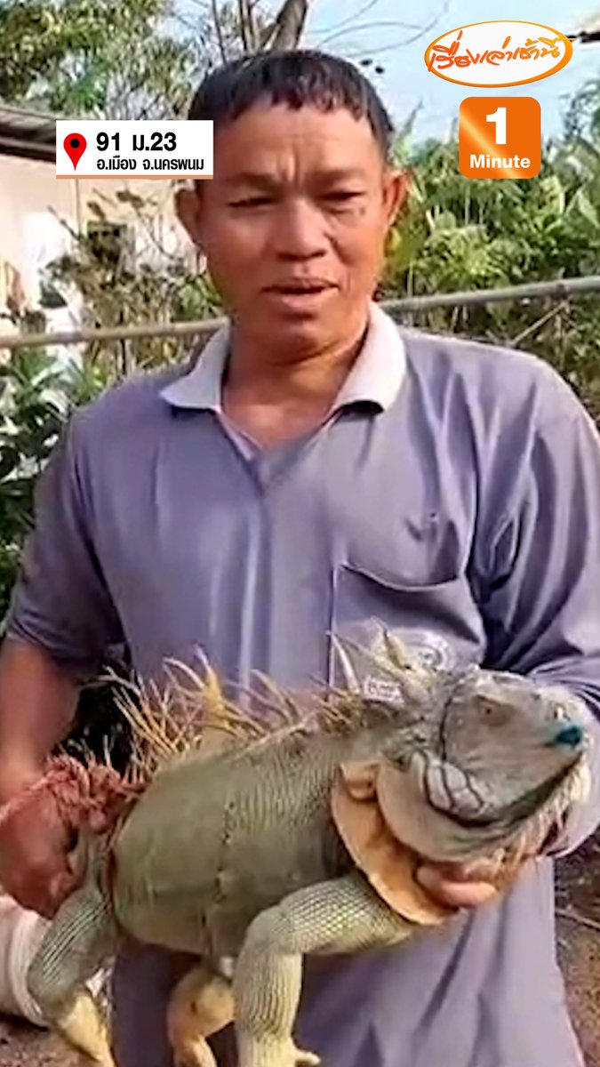 ชาวบ้าน อ.เมือง จ.นครพนม เจออีกัวนากลางทุ่งนา ความยาว 1.60 เมตร เผยตอนนั้นเห็นอยู่ข้างบ้านจึงเรียกเพื่อนบ้านมาจับตัว เจ้าของบ้านเผยเกิดมา 83 ปียังไม่เคยเจอตัวนี้มาก่อน #เรื่องเล่าเช้านี #ข่าวช่อง3 #ข่าวภูมิภาค #นครพนม