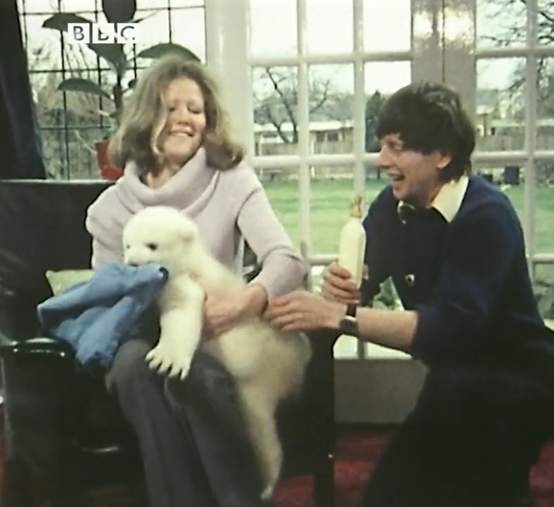 #OnThisDay 1974: John Noakes somehow managed to keep all his fingers while helping to feed a very hungry polar bear cub, who was being hand-reared after being rejected by her mother.