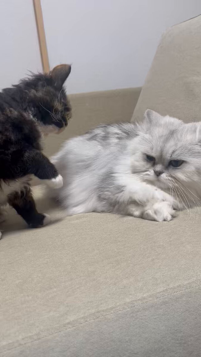 ちょっと、いや、かなり長い2分近い動画になるんだけど、どこも編集できなくて… お時間ある人は週末のお供に ちゅるモフの攻防戦を…