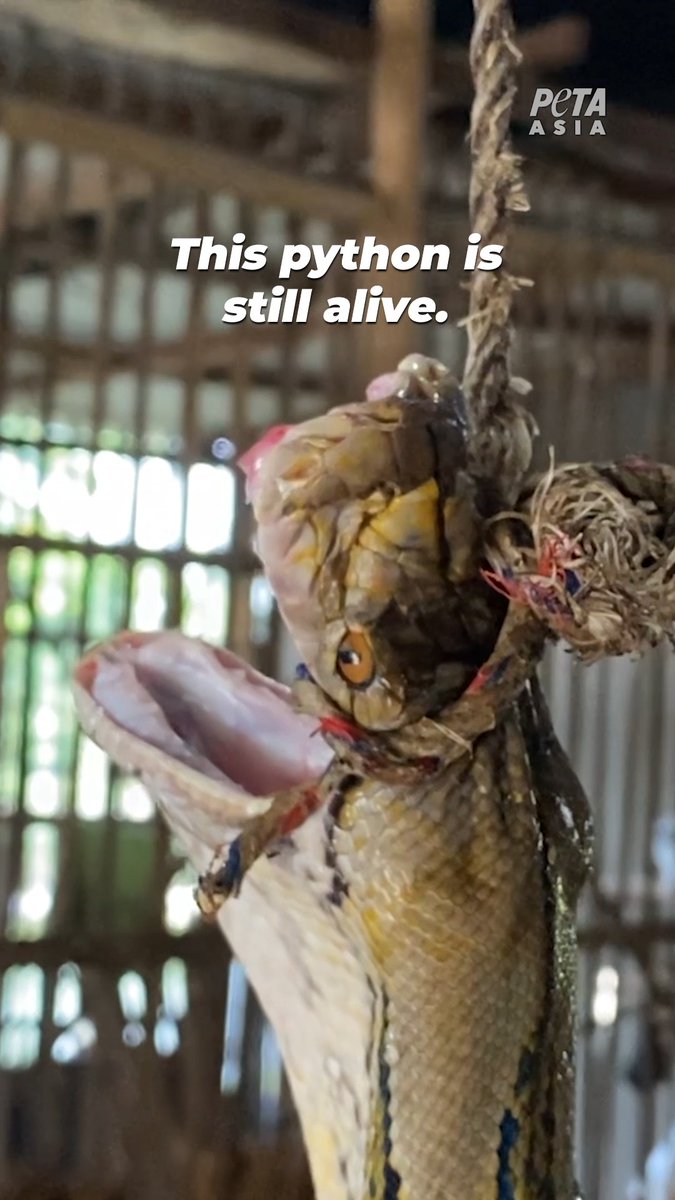Look into his eyes; Can you see the pain, terror, &amp; confusion he’s suffering through for a Louis Vuitton bag? Want to help pythons like him?