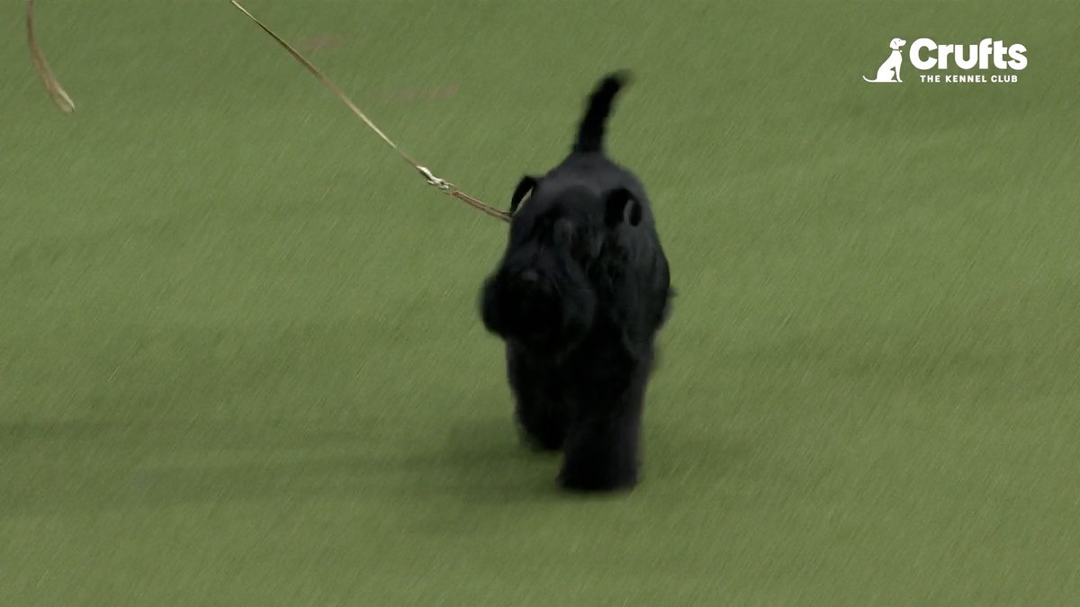 Showcasing charm and confidence, Liza the miniature schnauzer wins the Utility Group and is heading to Best in Show on Sunday! 🏆✨