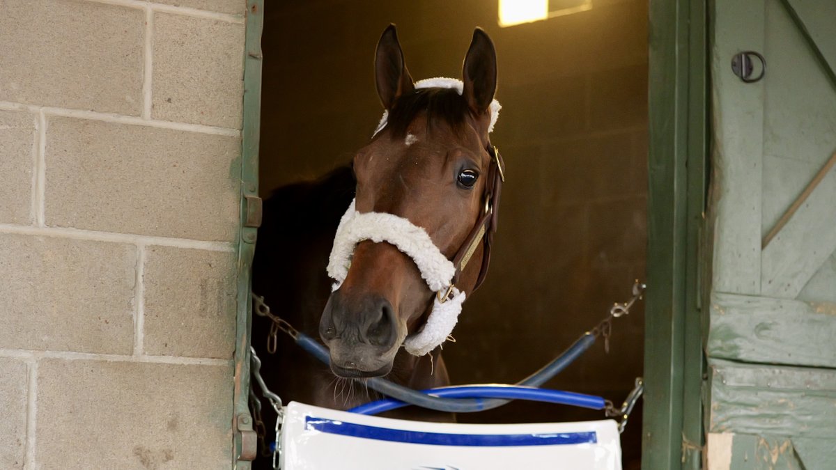 Ladies and gentlemen, Thorpedo Anna has entered the track ‼️ Join us TOMORROW as she makes her highly anticipated 4-year-old debut in the $400,000 Azeri Stakes (G2) right here at Oaklawn🐻❤️🏇🏼